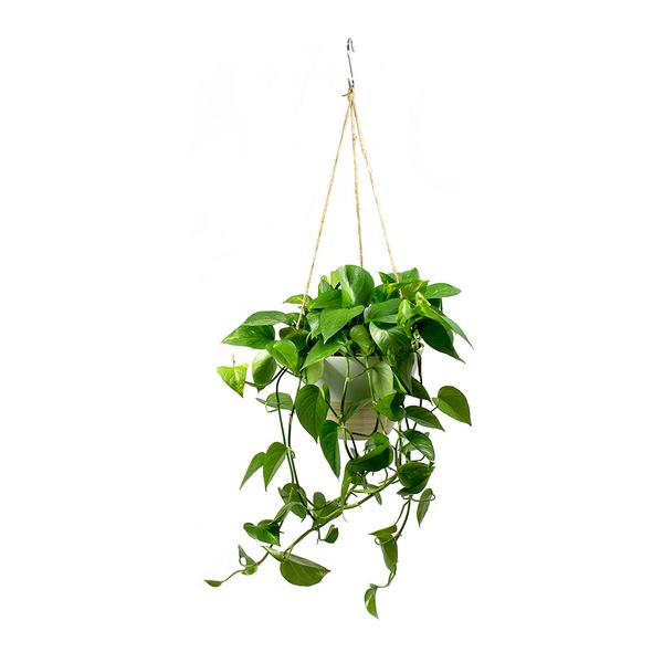 golden pothos