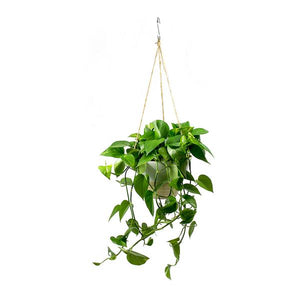golden pothos